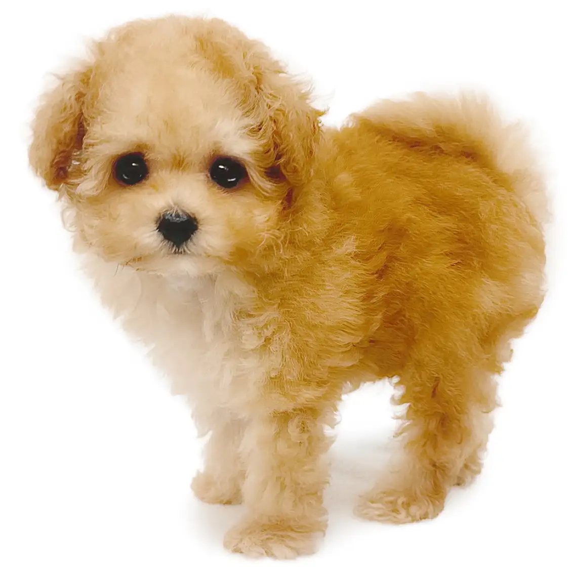 トイ・プードル