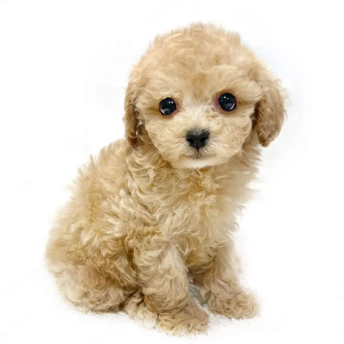 MIX(マルチーズ×トイプードル)