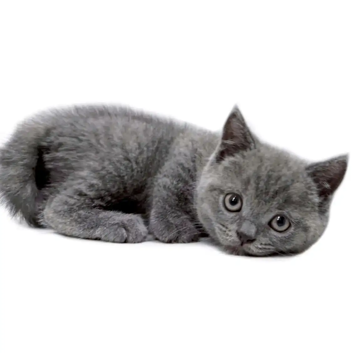 ブリティッシュショートヘア