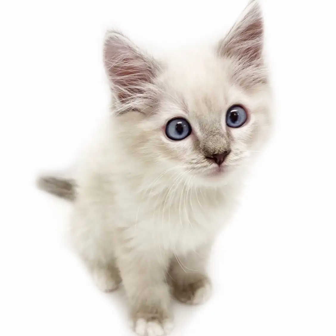 ネヴァマスカレード