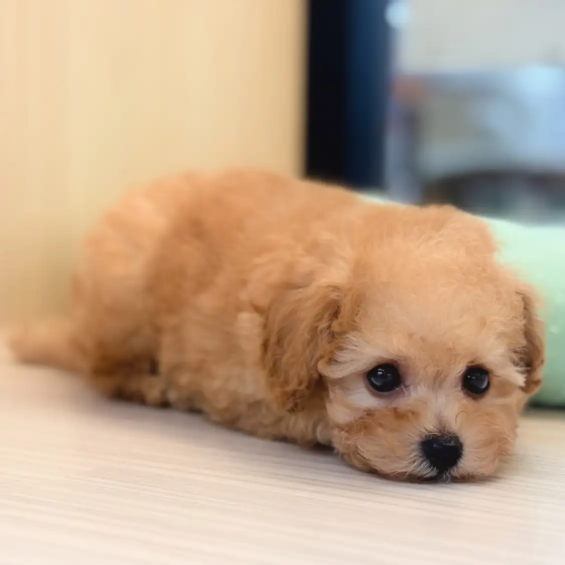 トイ・プードル