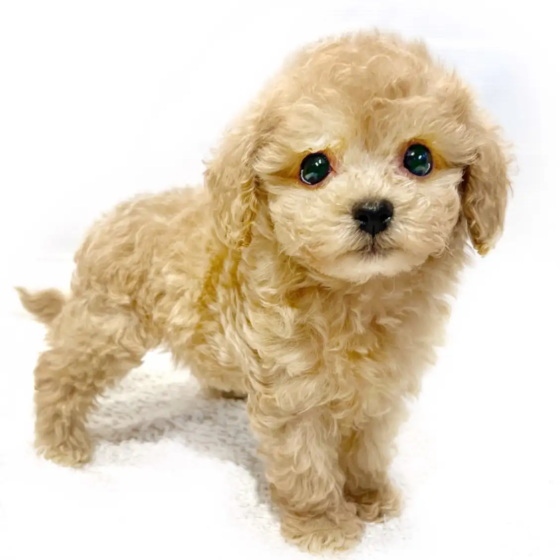 MIX(マルチーズ×トイプードル)