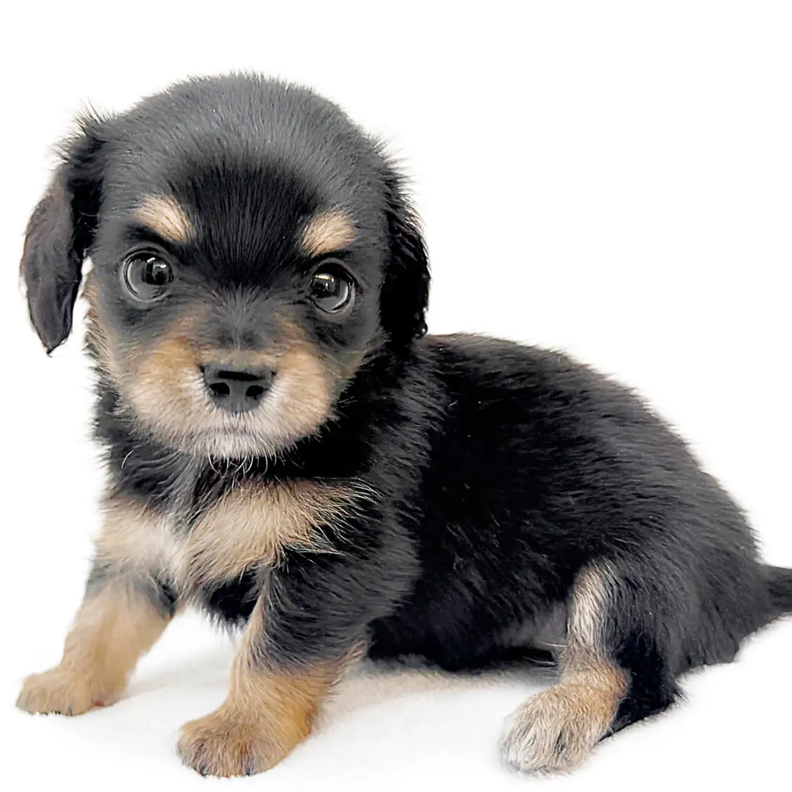 MIX(チワワ×ミニチュアダックスフント)