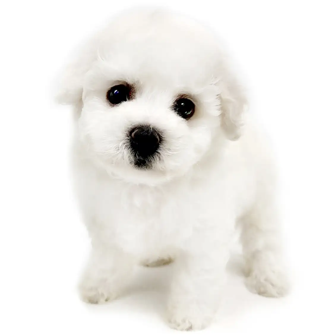 ビションフリーゼ