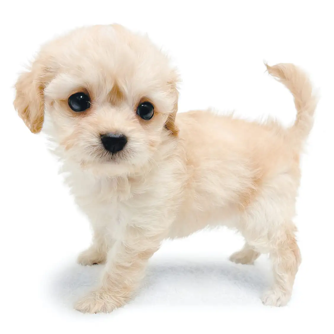 MIX（チワワ×トイプードル）