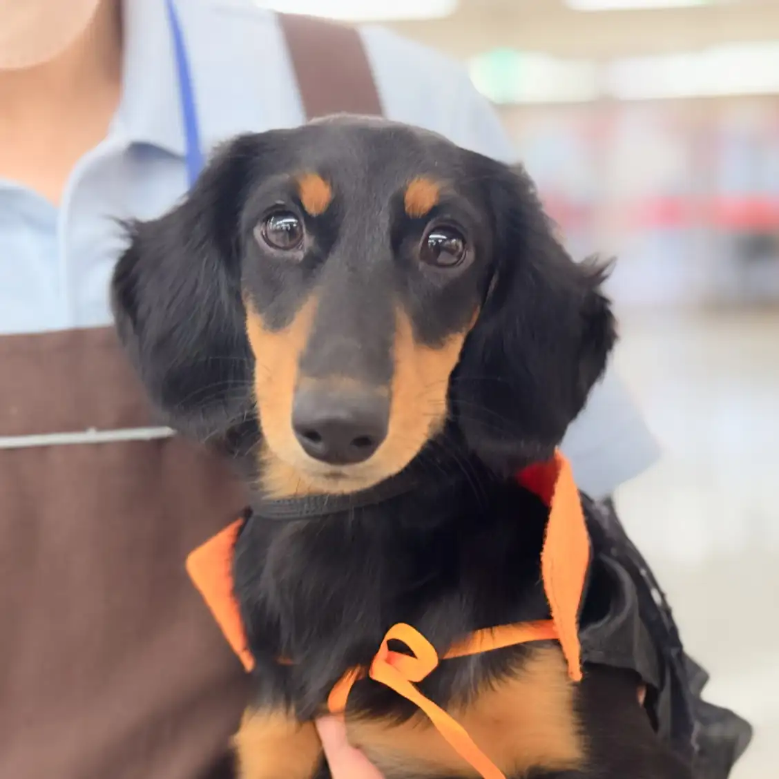 ミニチュア・ダックスフント