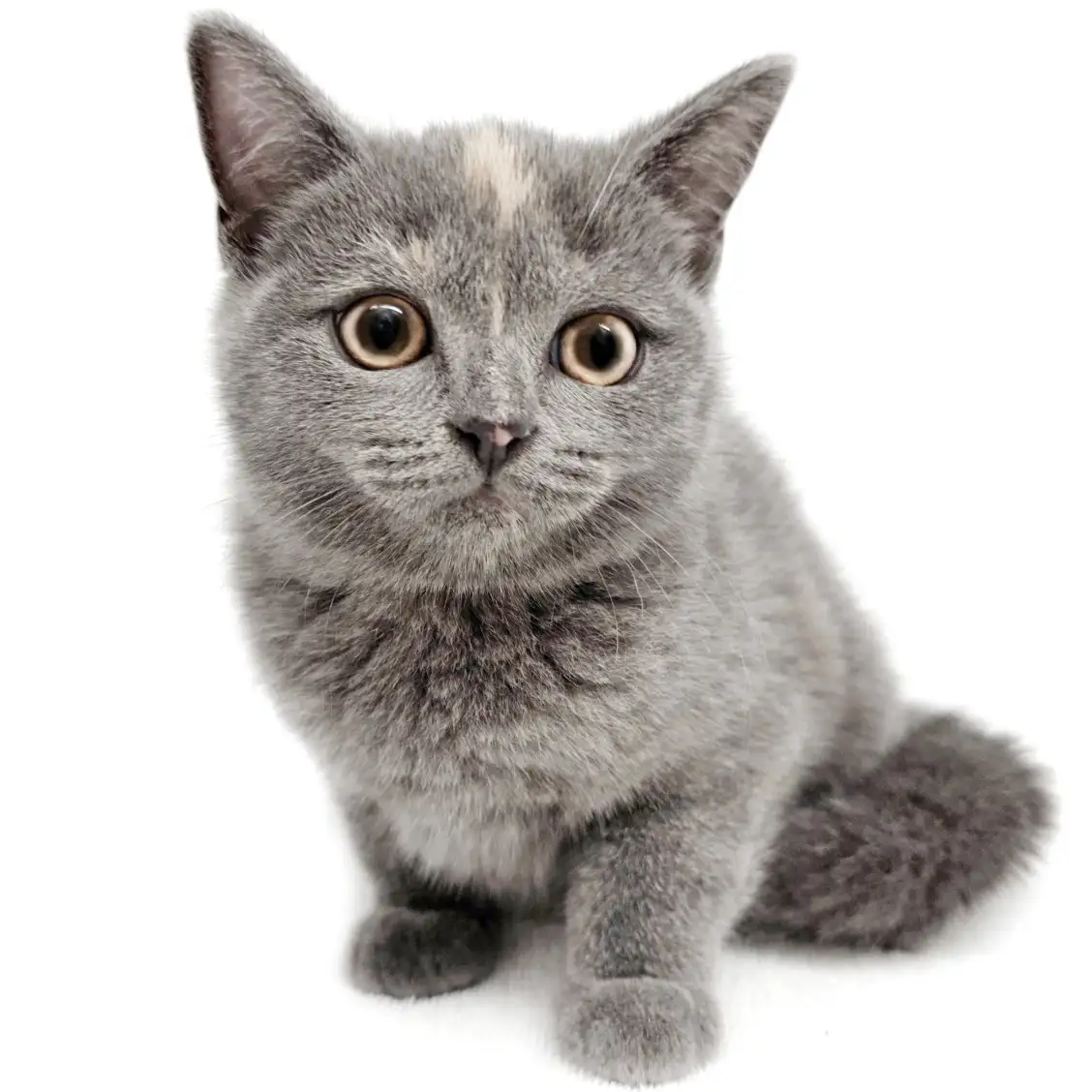 ブリティッシュショートヘア