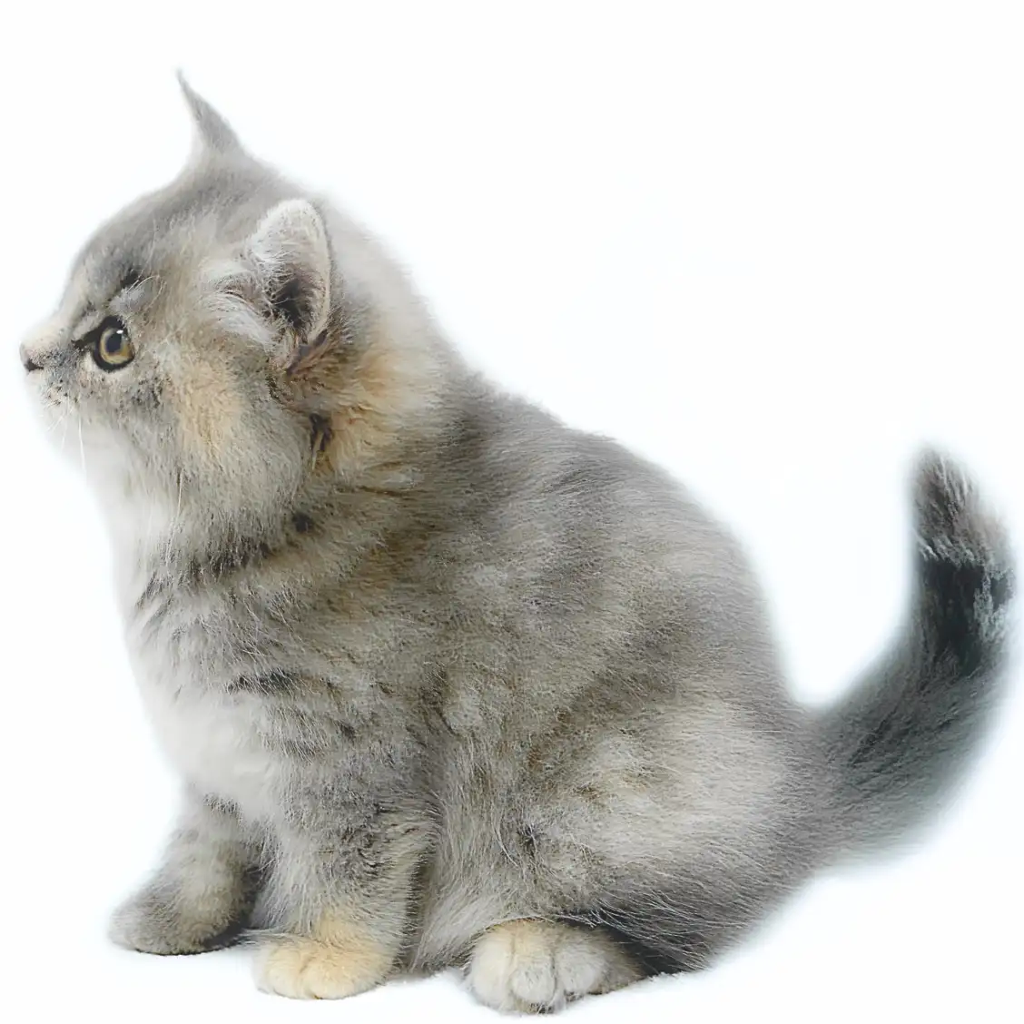 スコティッシュフォールド