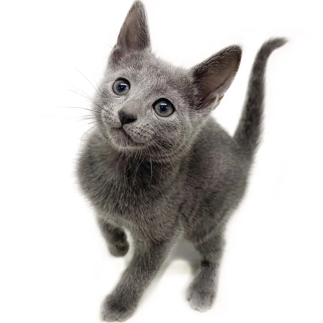 ロシアンブルー