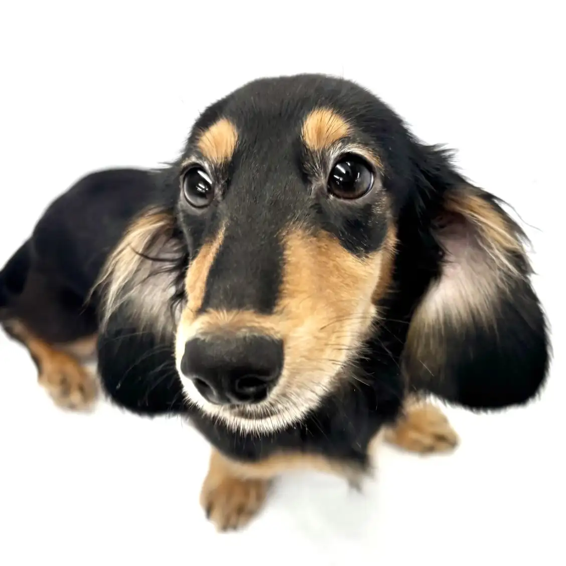 ミニチュア・ダックスフント