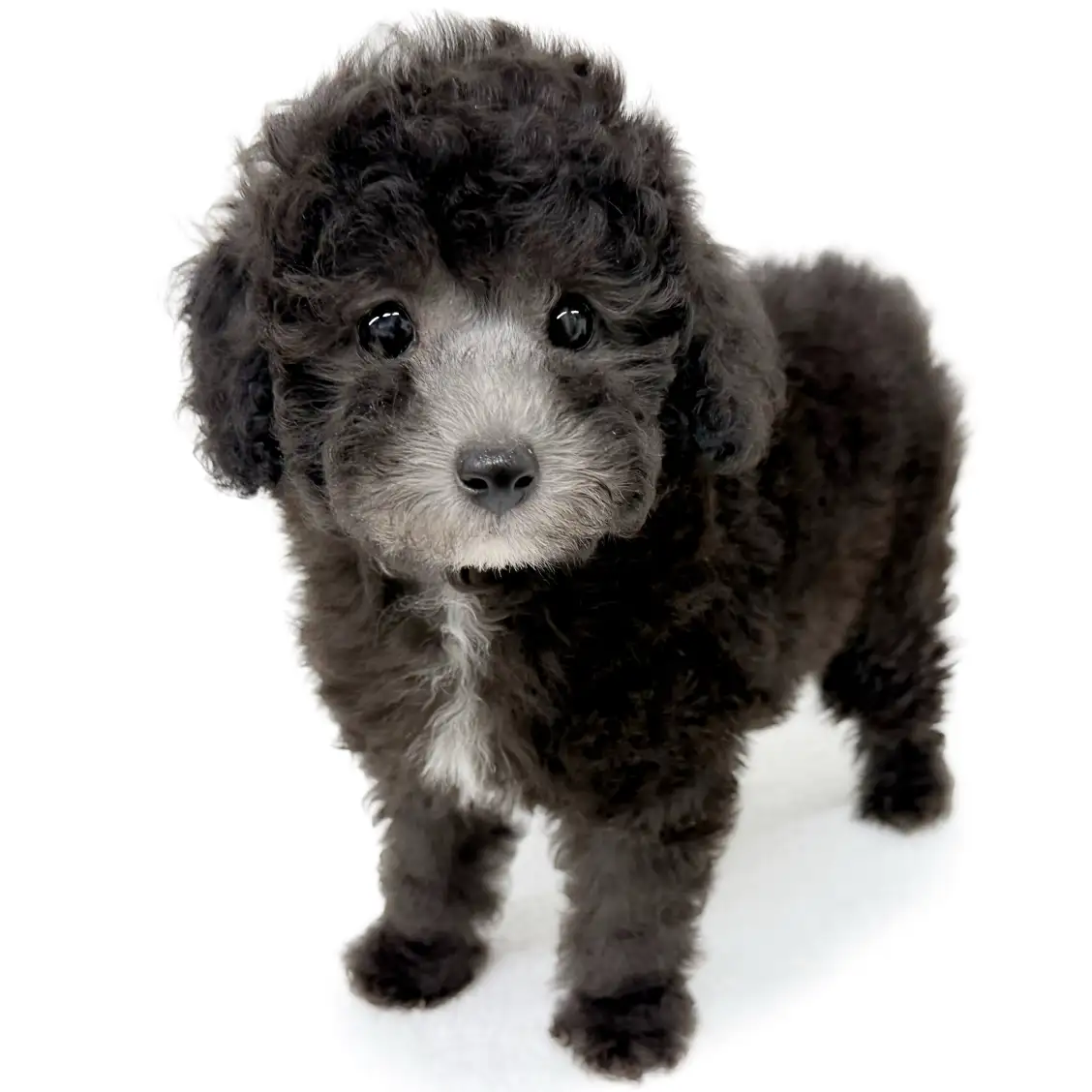 トイ・プードル