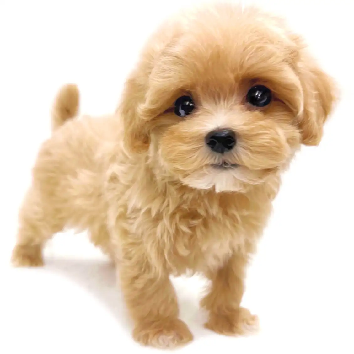 MIX（トイプードル×マルチーズ）