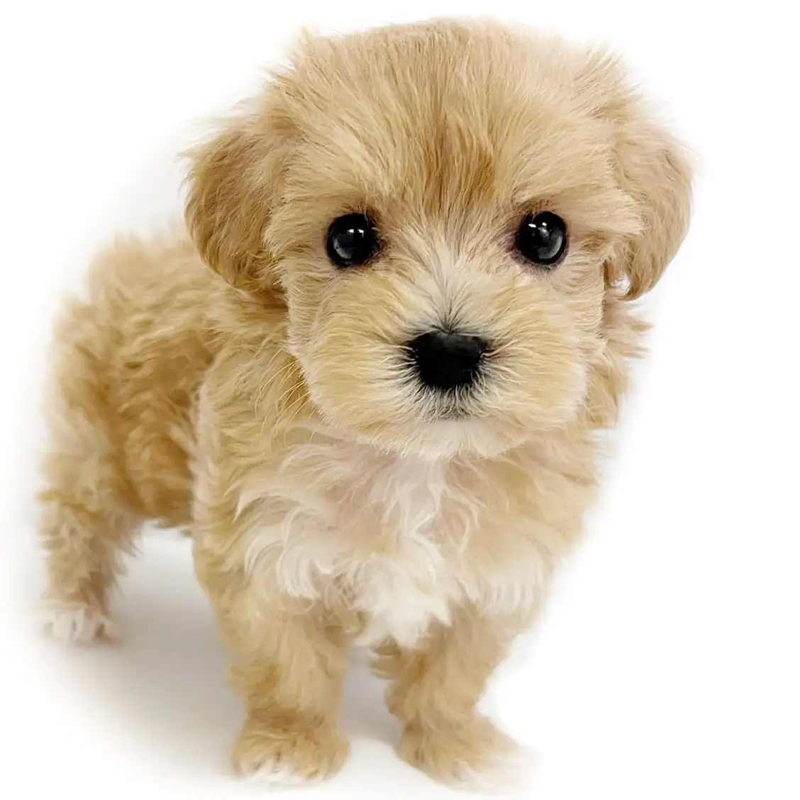 MIX(マルチーズ×トイプードル)