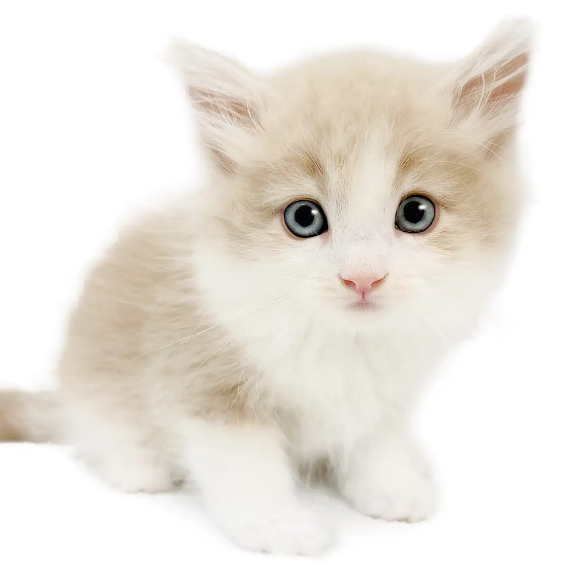 ノルウェージャンフォレストキャット