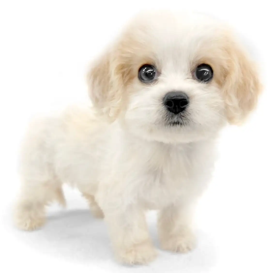 MIX(キャバリアキングチャールズスパニエル×ビションフリーゼ)