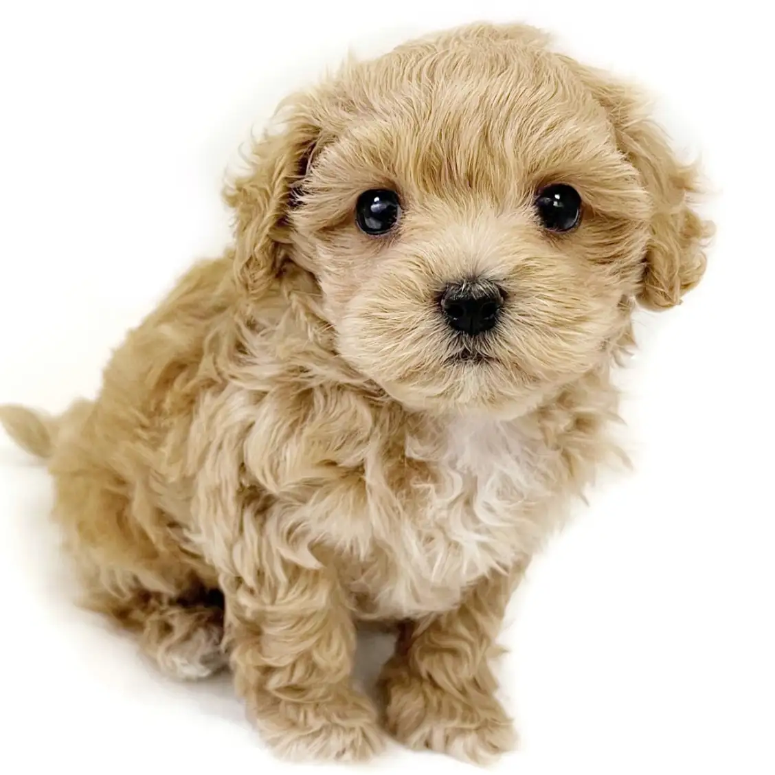 MIX（マルチーズ×トイプードル）