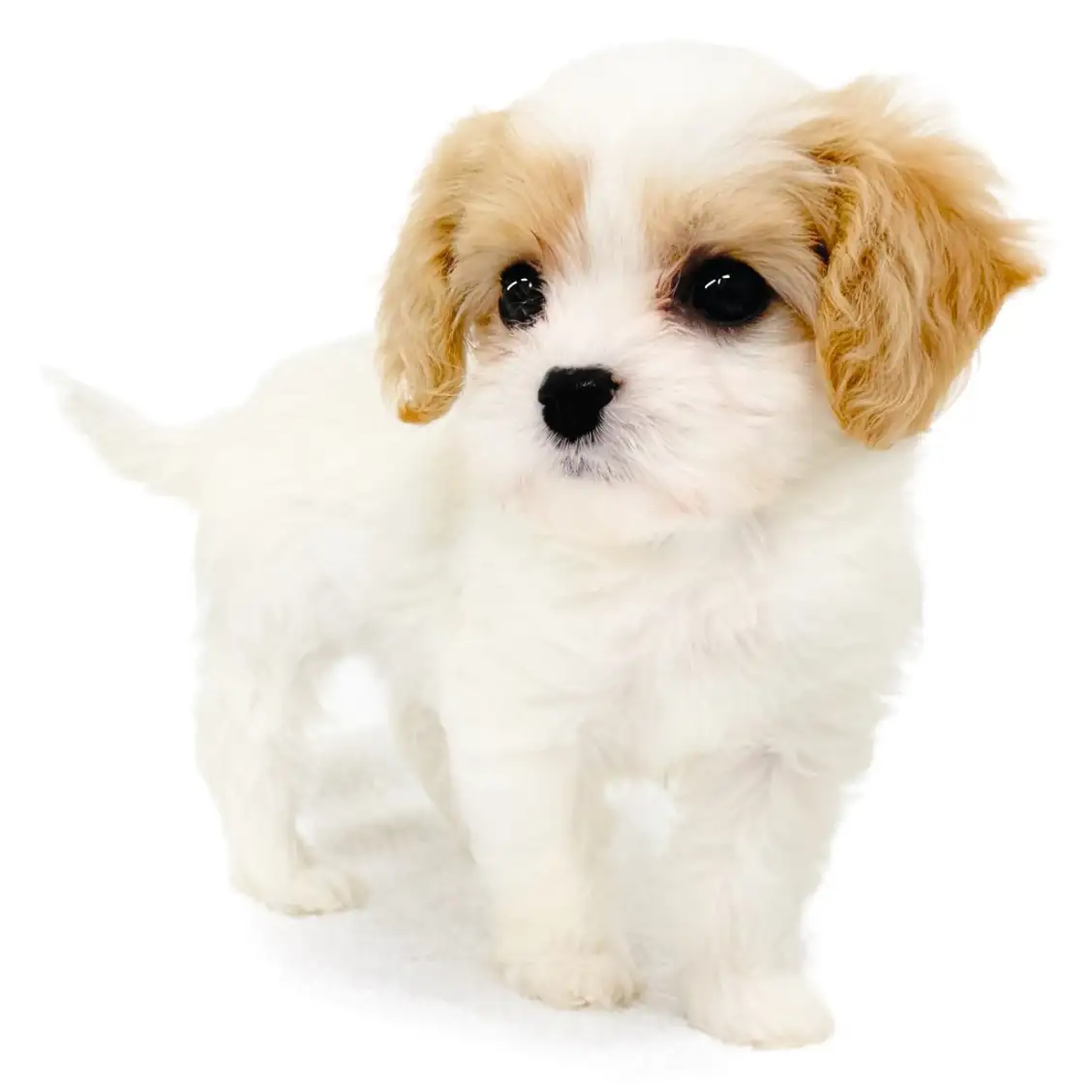 MIX(キャバリアキングチャールズスパニエル×ビションフリーゼ)