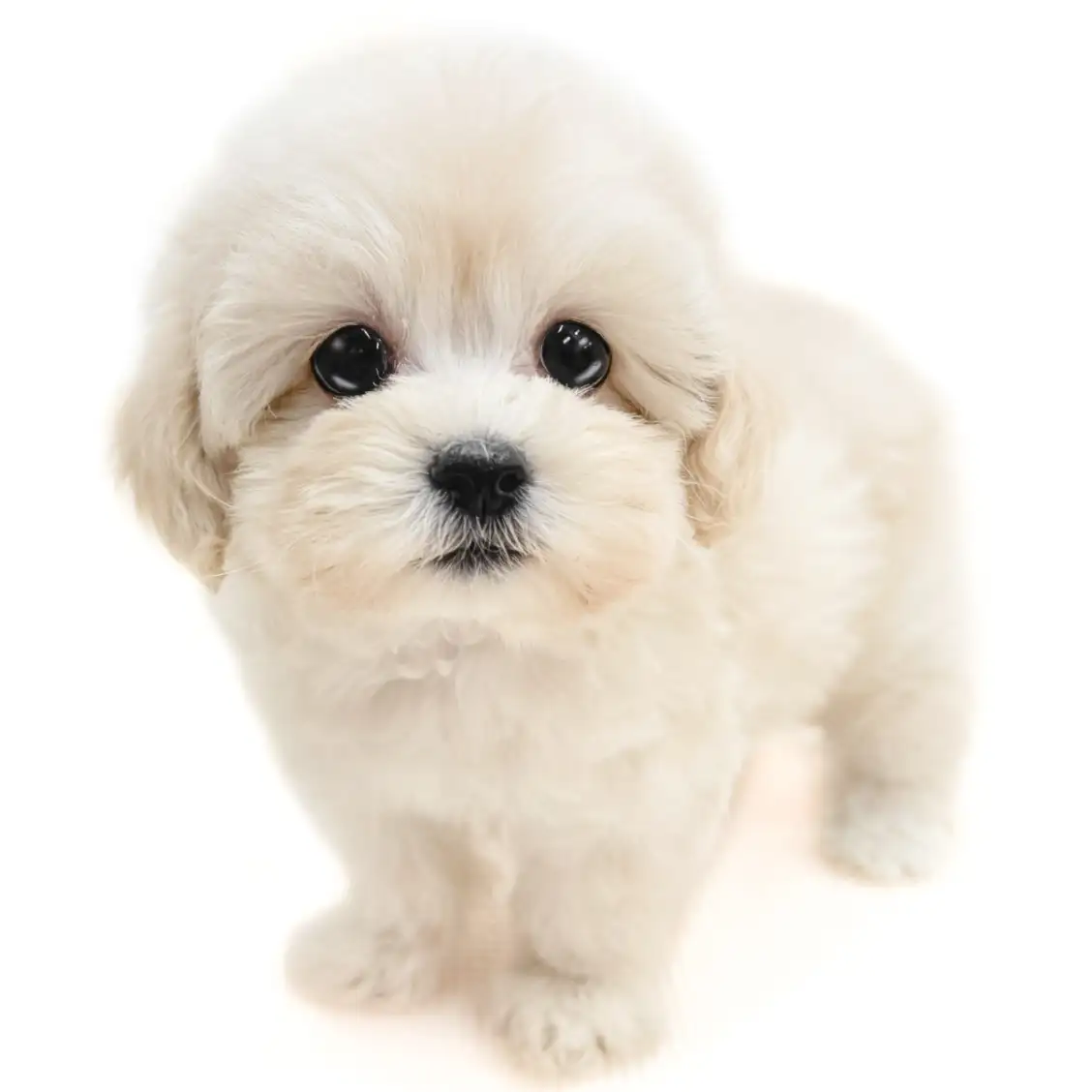 MIX（マルチーズ×トイプードル）