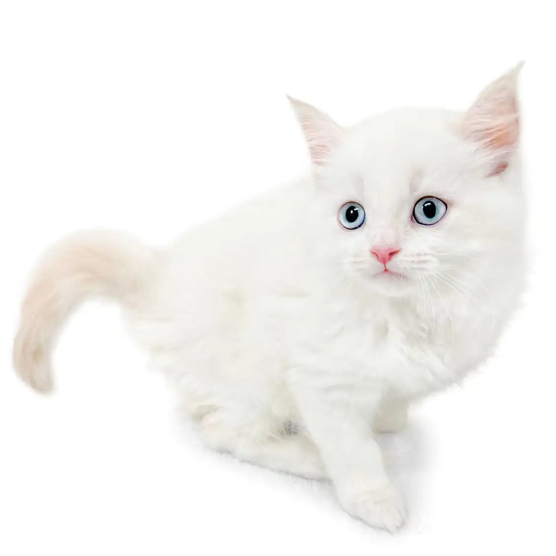 ネヴァマスカレード