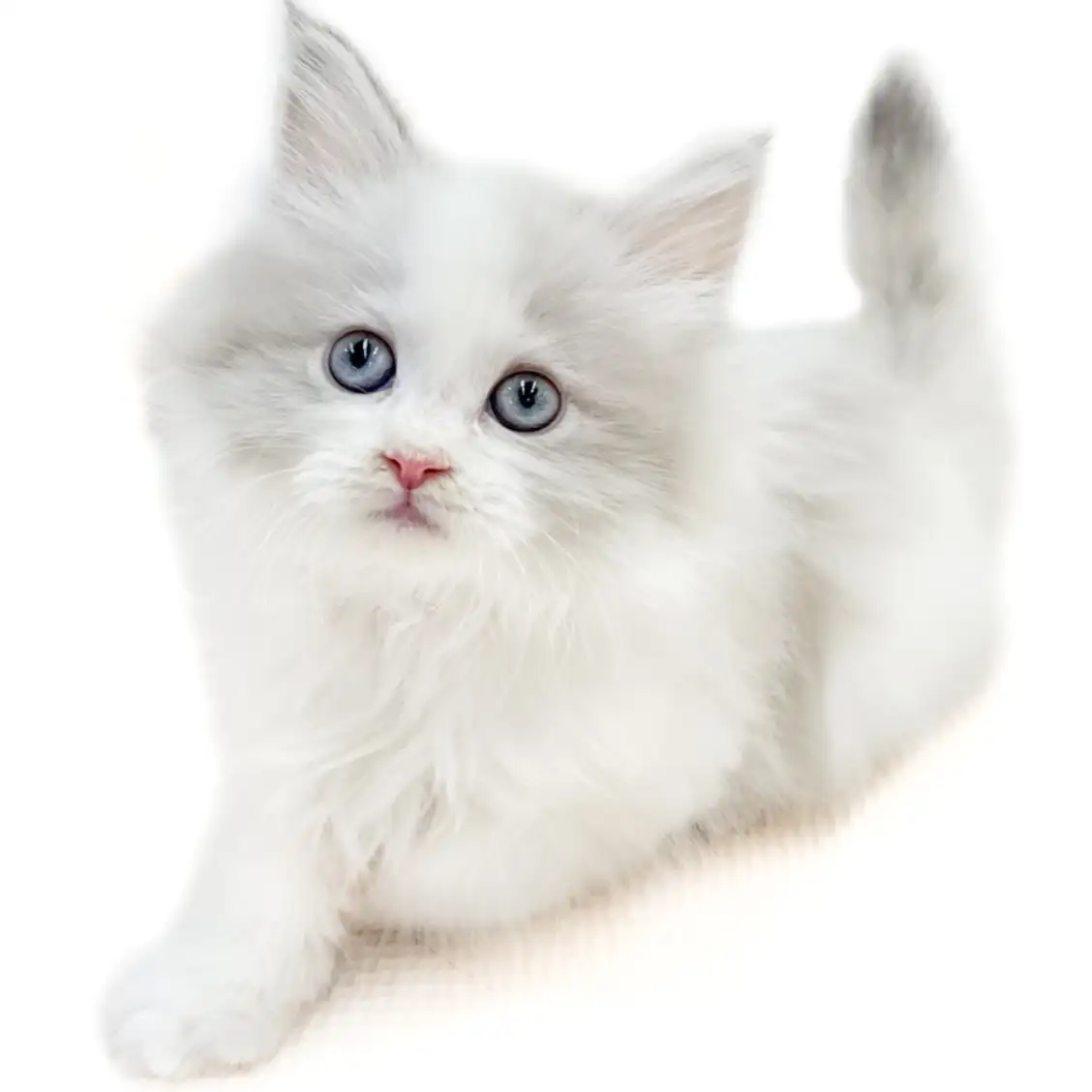 ネヴァマスカレード