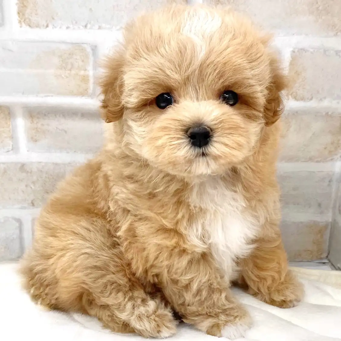 MIX（マルチーズ×トイプードル）