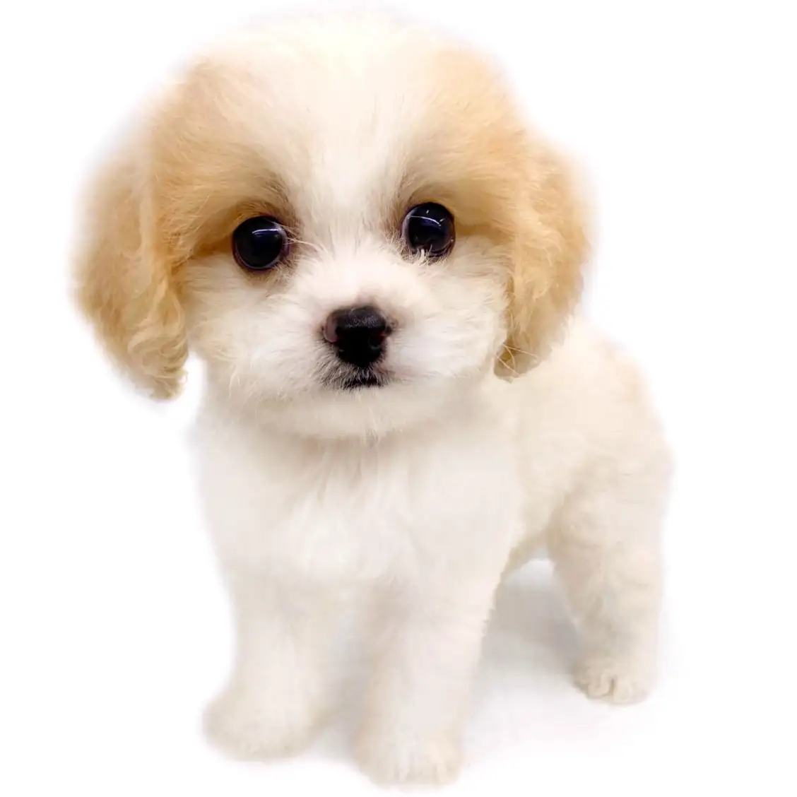 MIX(キャバリアキングチャールズスパニエル×ビションフリーゼ)