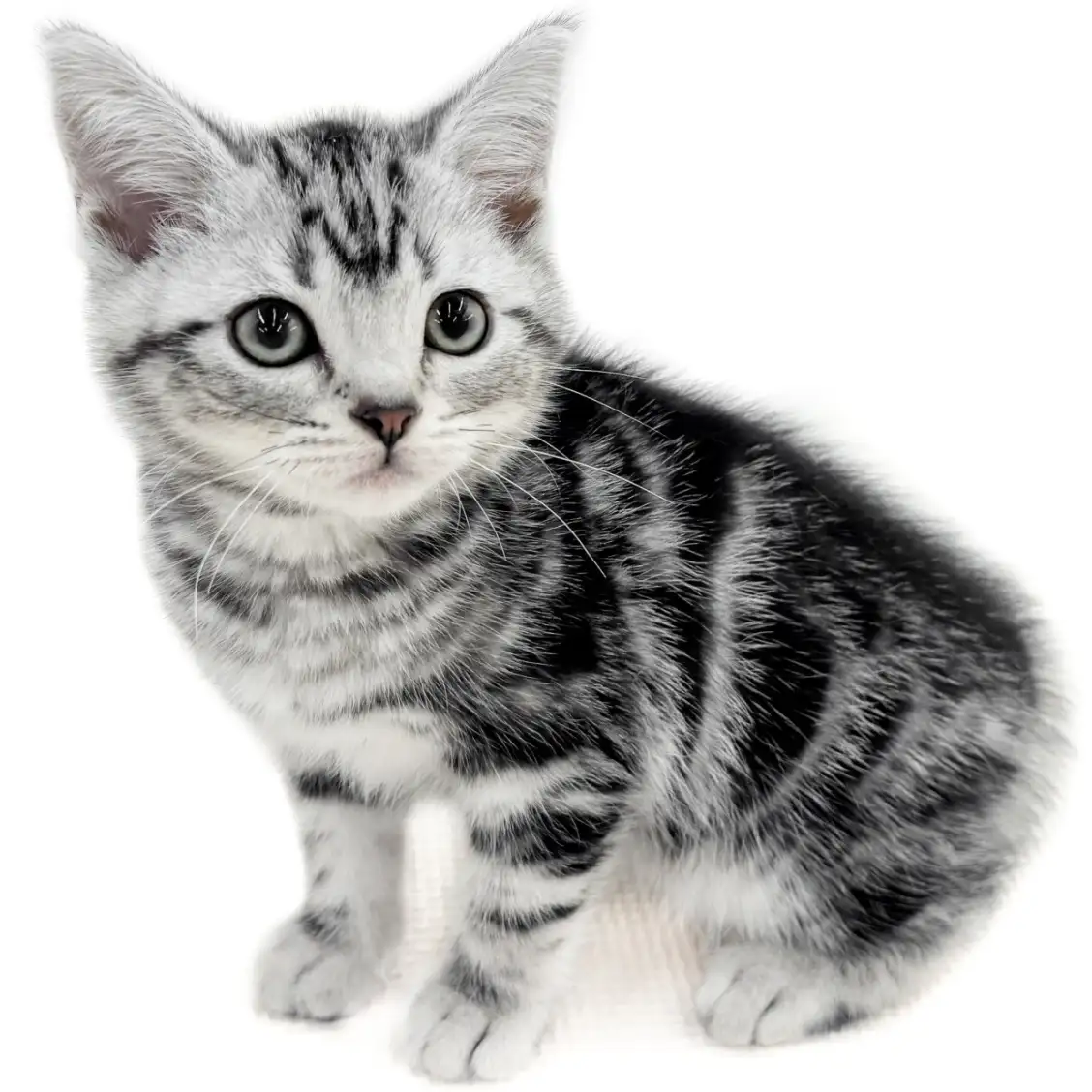 アメリカンショートヘア