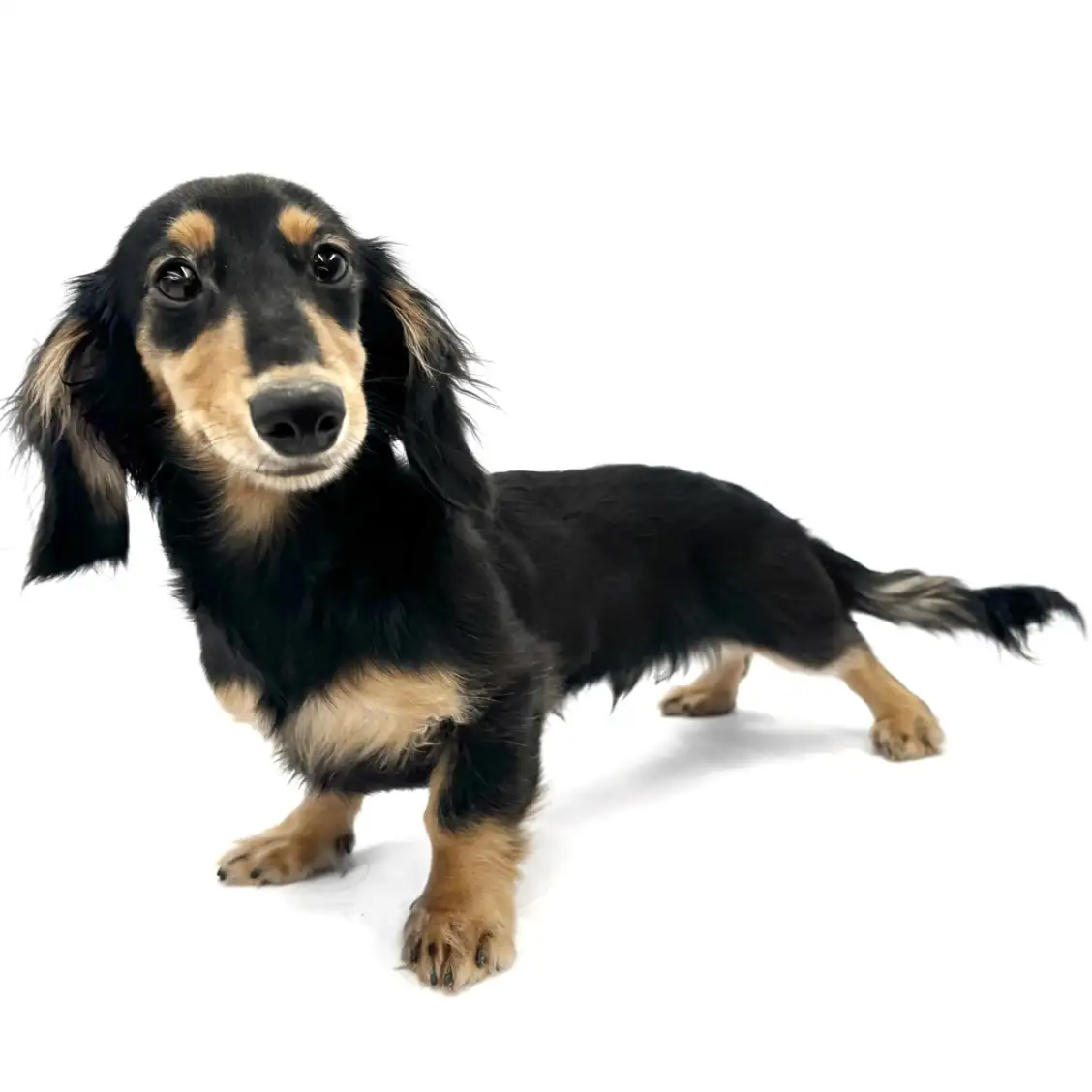 ミニチュア・ダックスフント