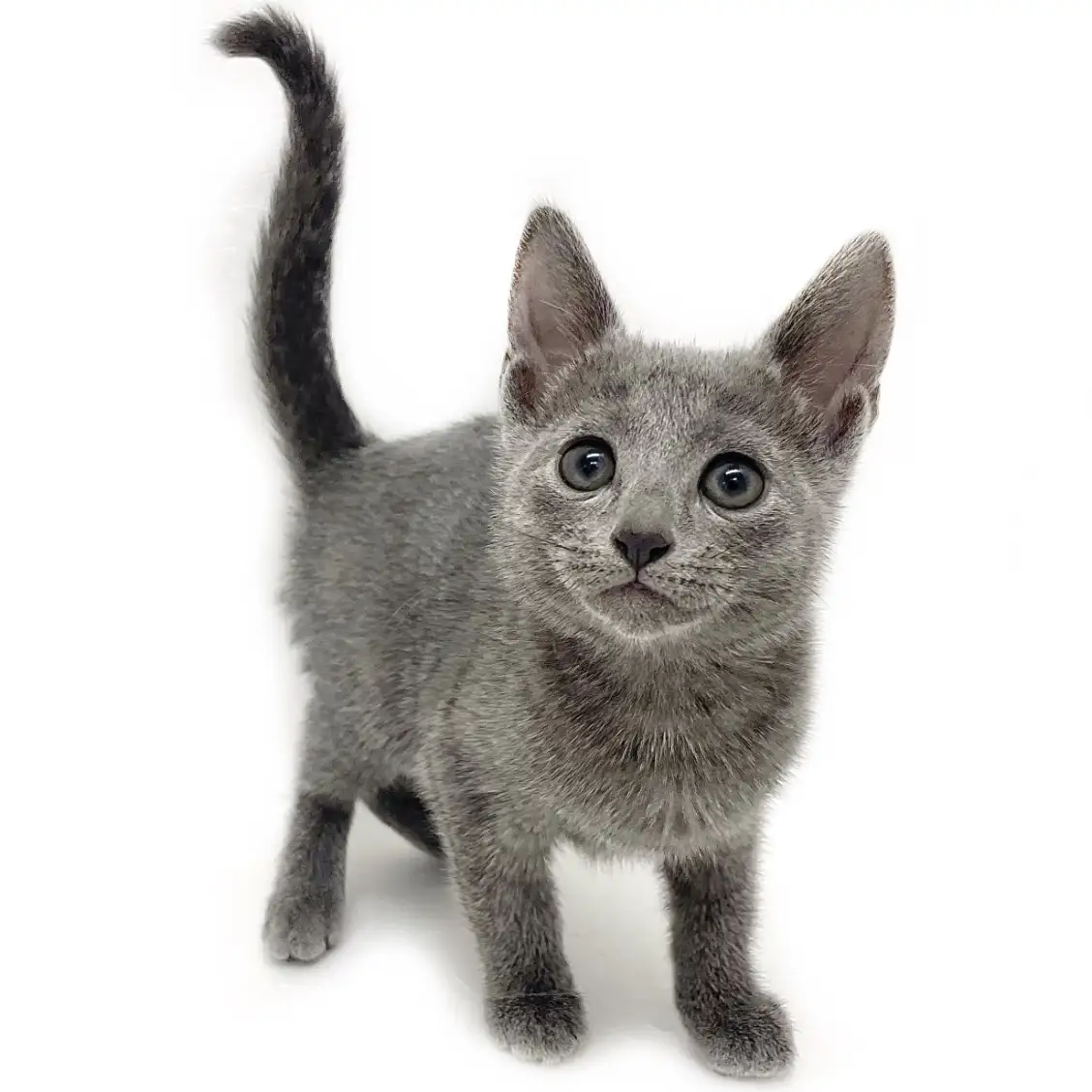 ロシアンブルー