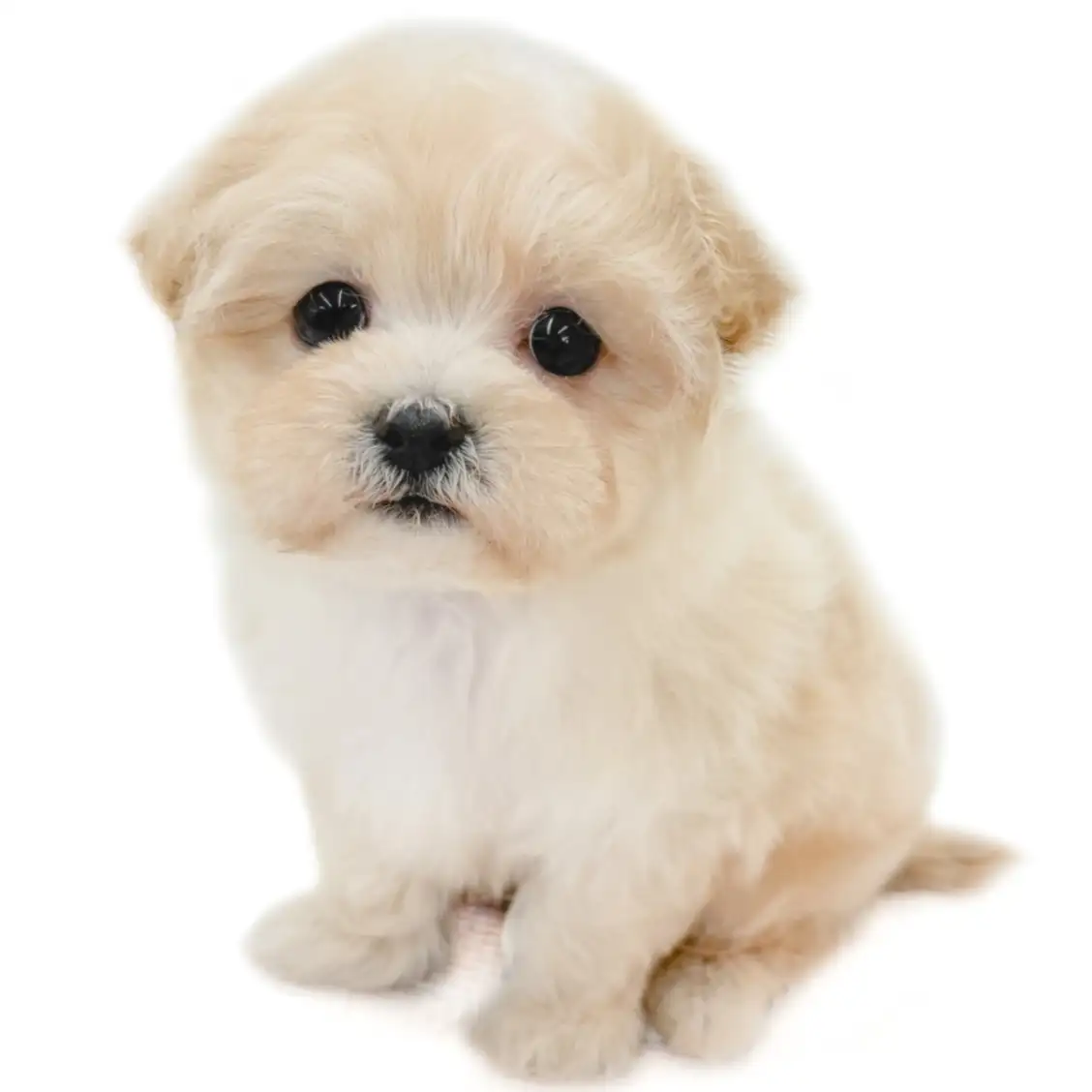 MIX（マルチーズ×トイプードル）