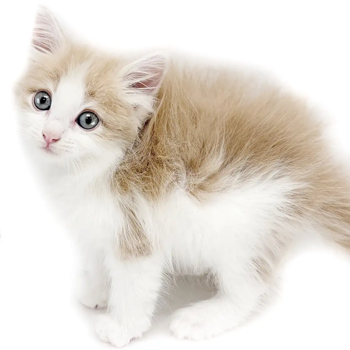 ノルウェージャンフォレストキャット