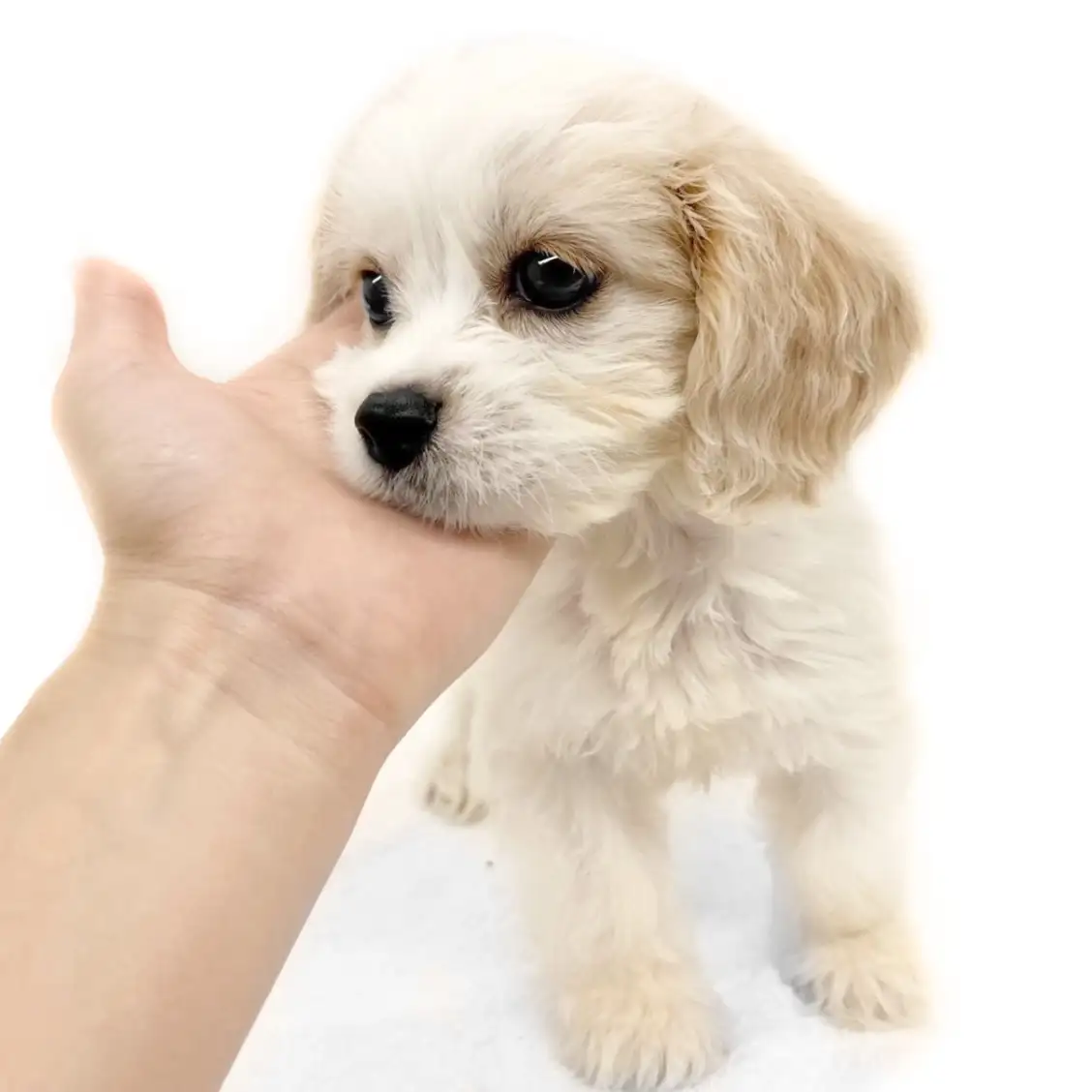 MIX（キャバリアキングチャールズスパニエル×ビションフリーゼ）