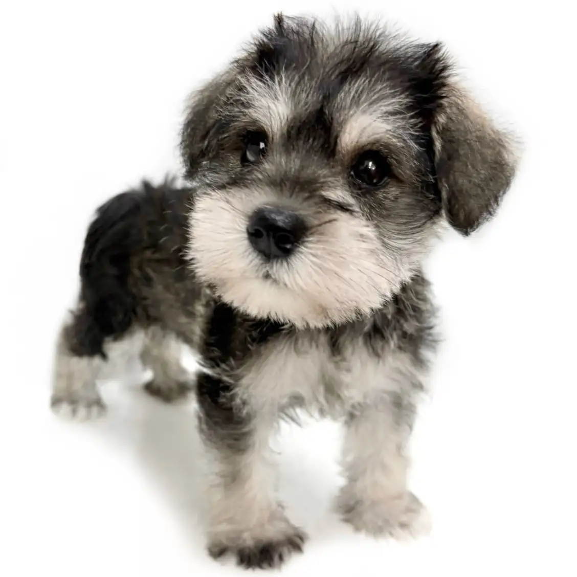ミニチュア・シュナウザー