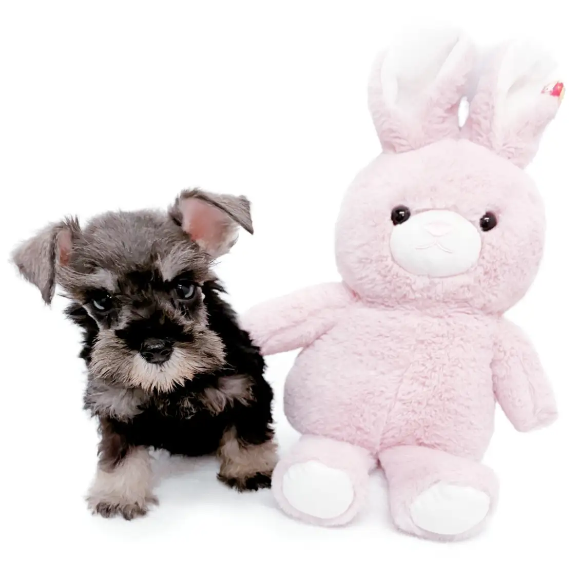 ミニチュア・シュナウザー