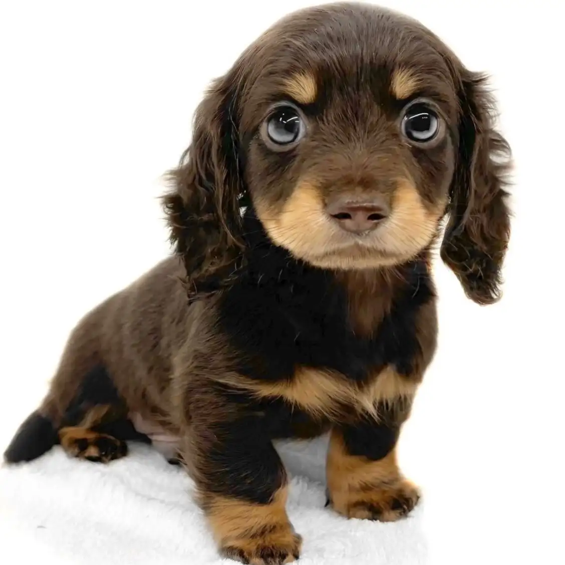 ミニチュア・ダックスフント