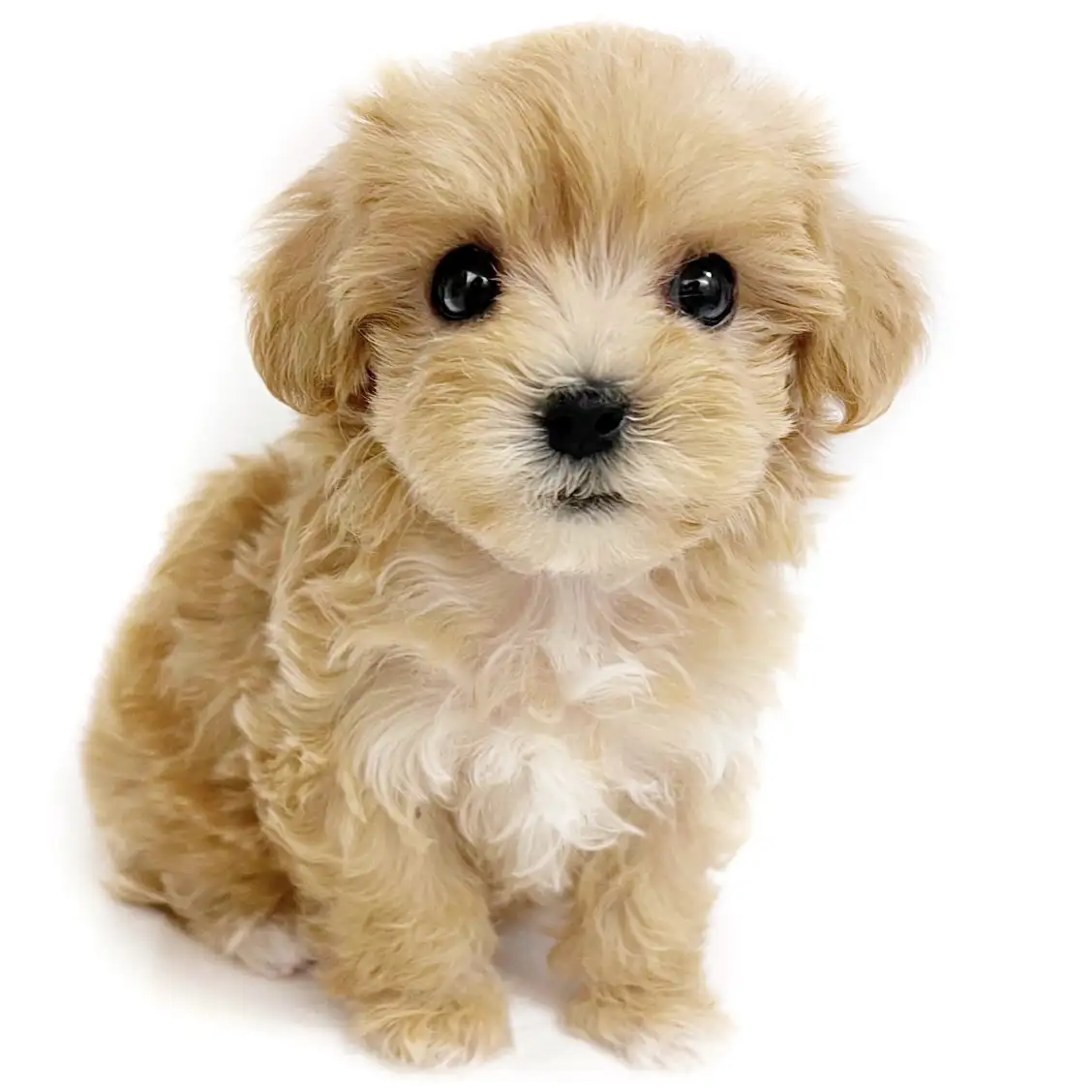 MIX（マルチーズ×トイプードル）