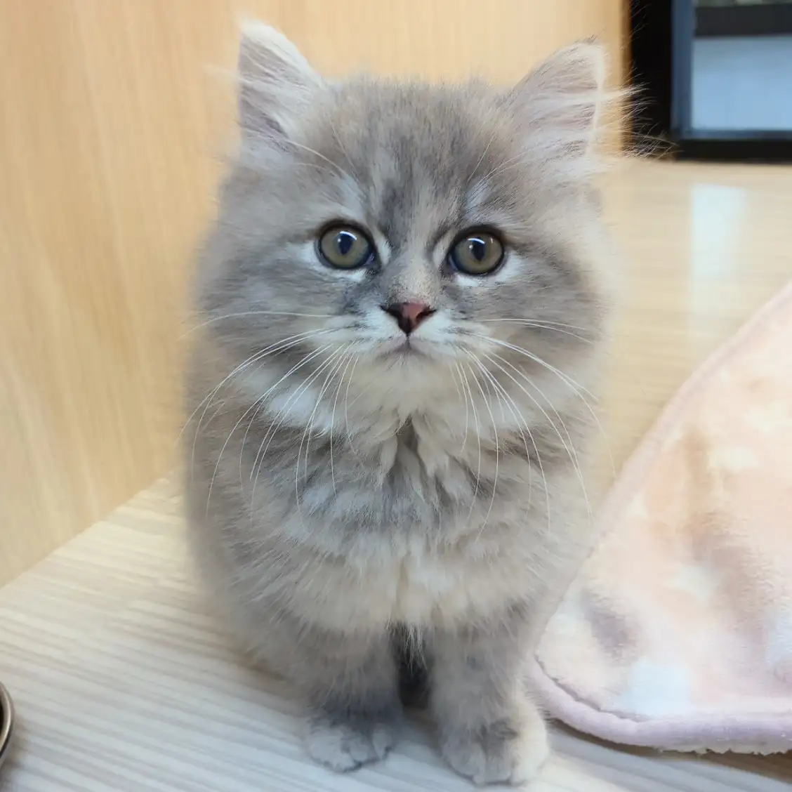 スコティッシュフォールド