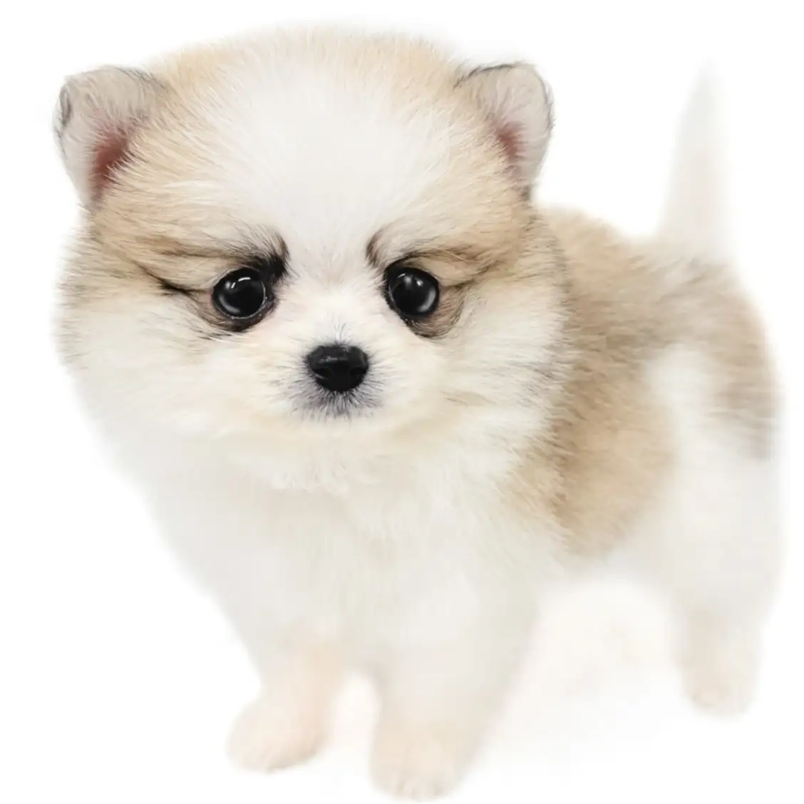 MIX(ポメラニアン×チワワ)