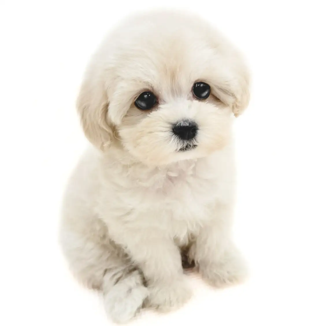 MIX（マルチーズ×トイプードル）