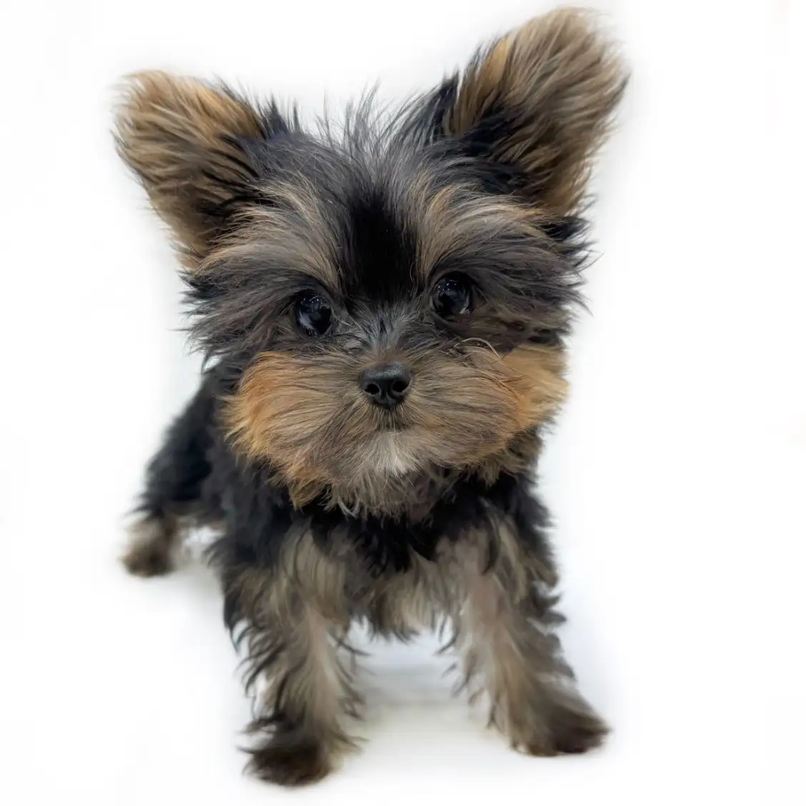 ヨークシャーテリア