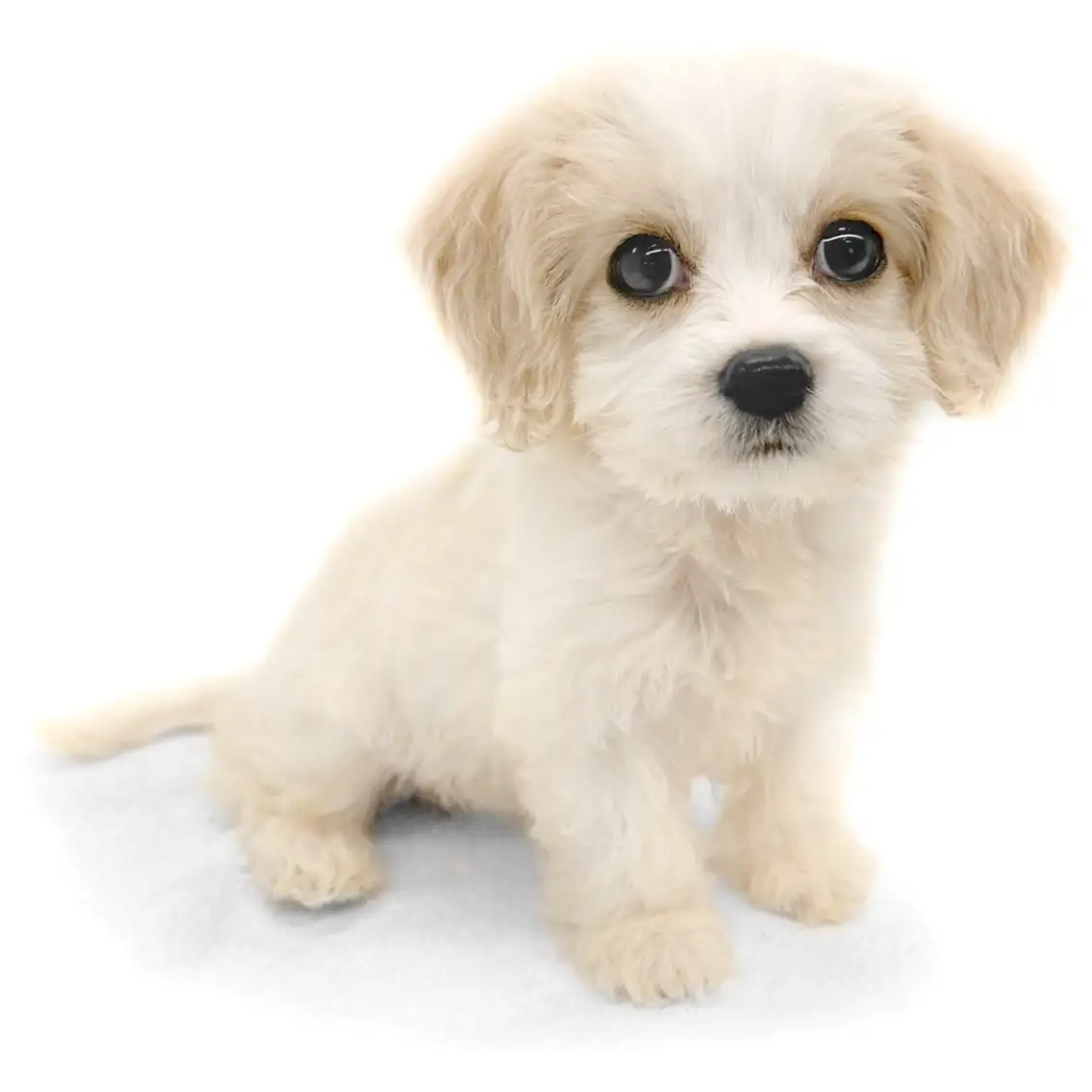 MIX（キャバリアキングチャールズスパニエル×ビションフリーゼ）