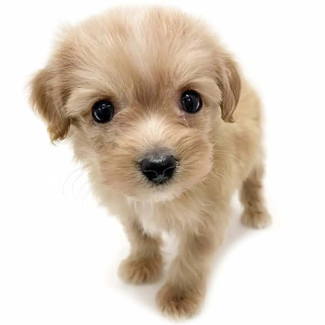 MIX（トイプードル×チワワ）