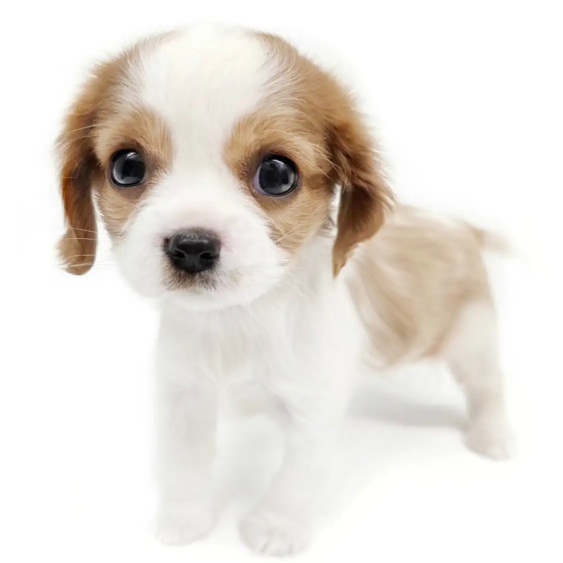 キャバリア・キングチャールズ・スパニエル