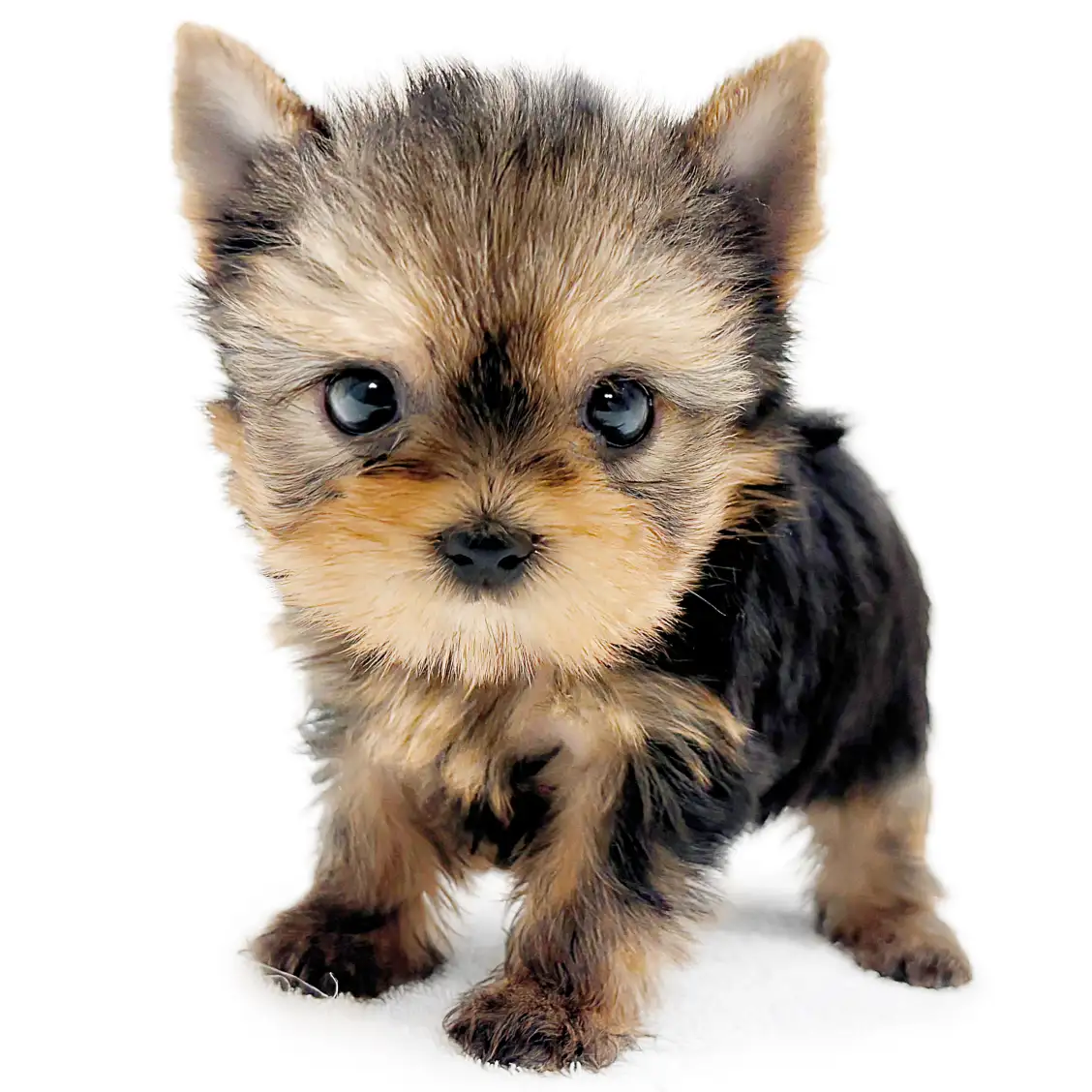 ヨークシャーテリア