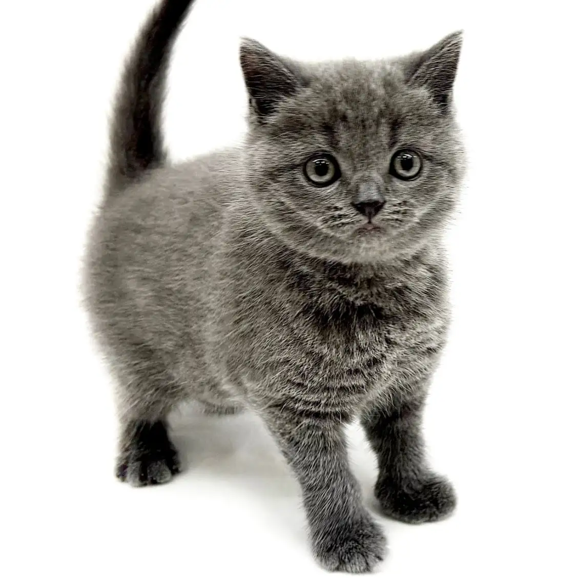 ブリティッシュショートヘア