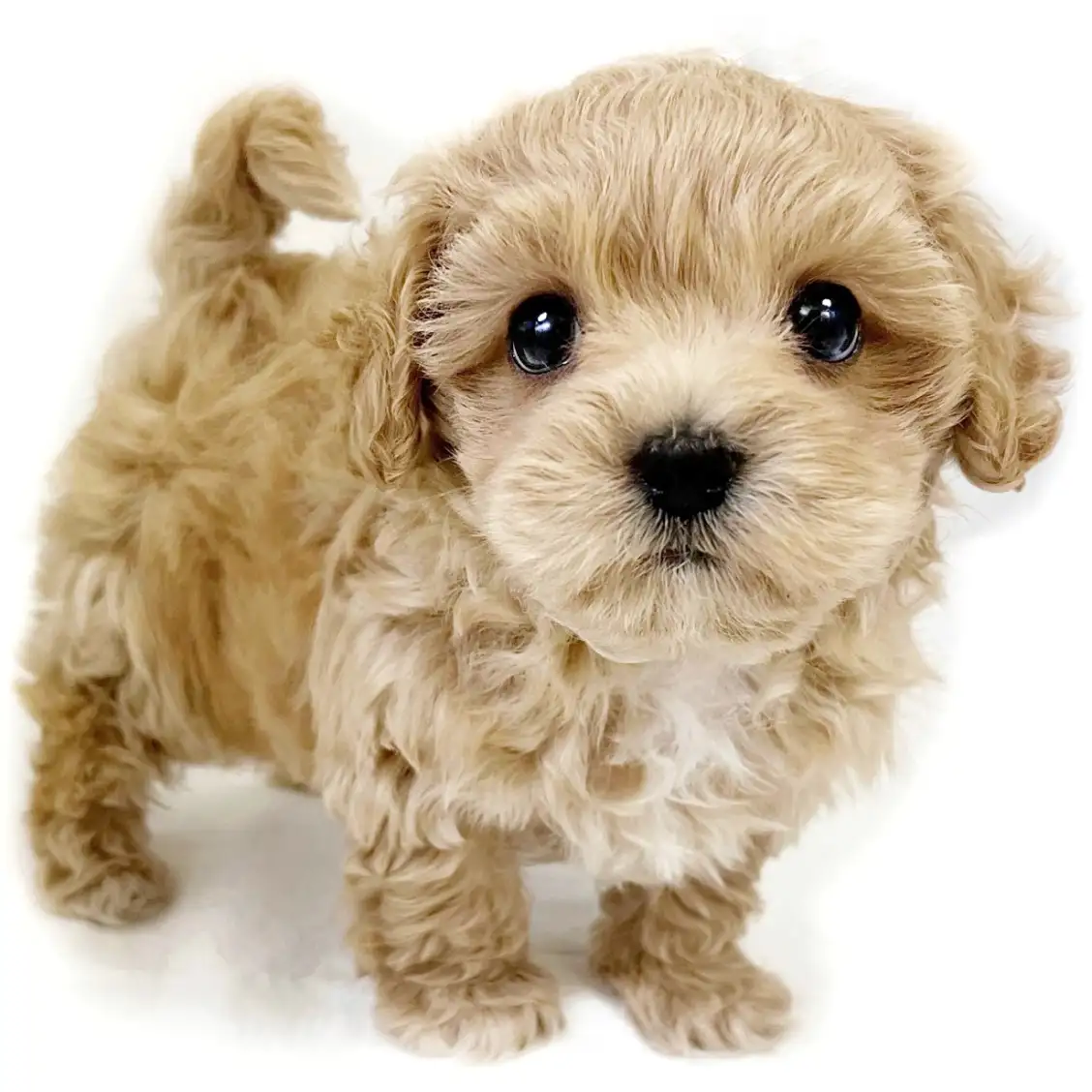 MIX（マルチーズ×トイプードル）