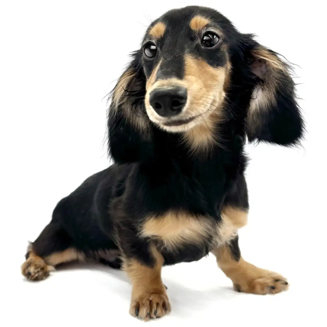 ミニチュア・ダックスフント