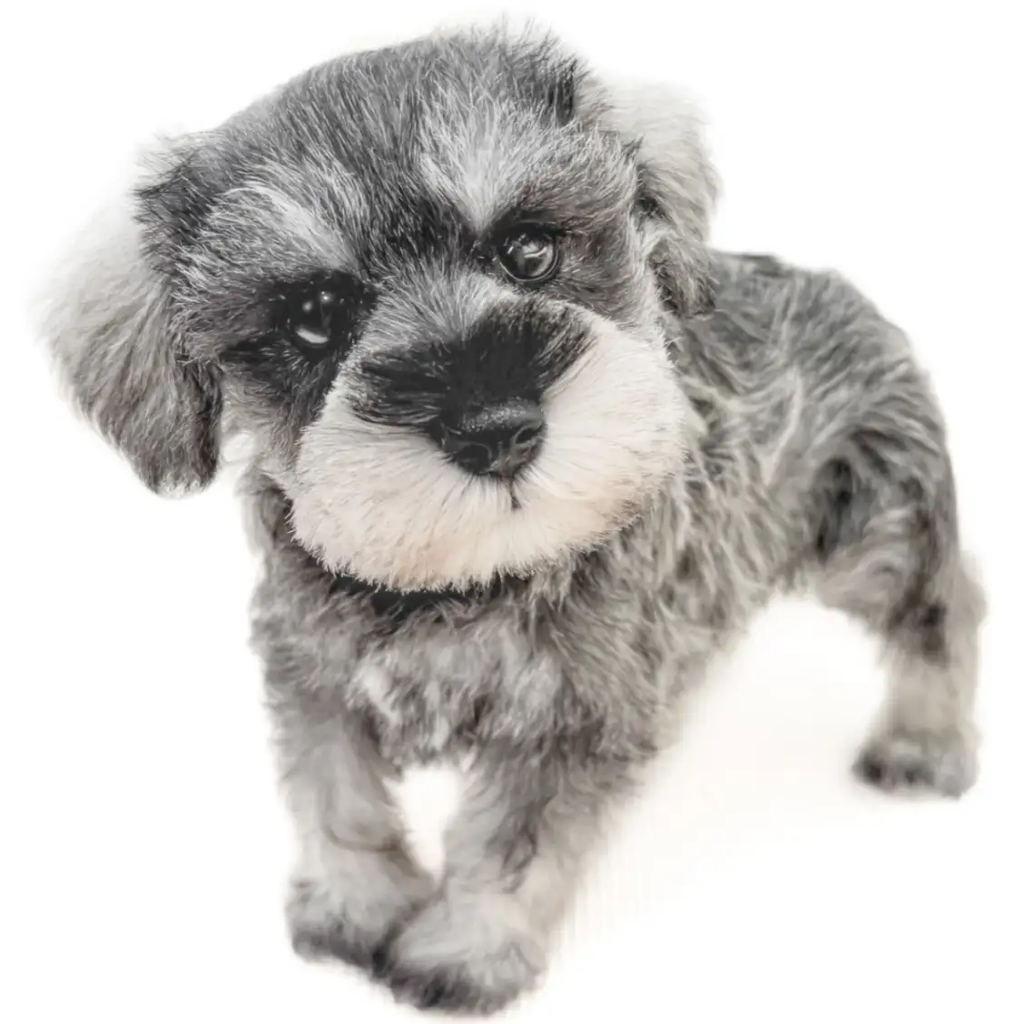 ミニチュア・シュナウザー