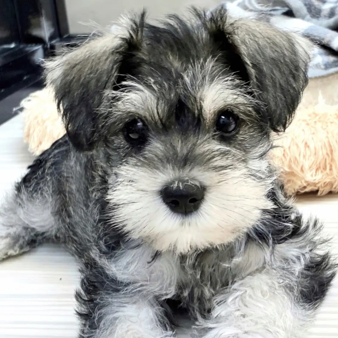 ミニチュア・シュナウザー