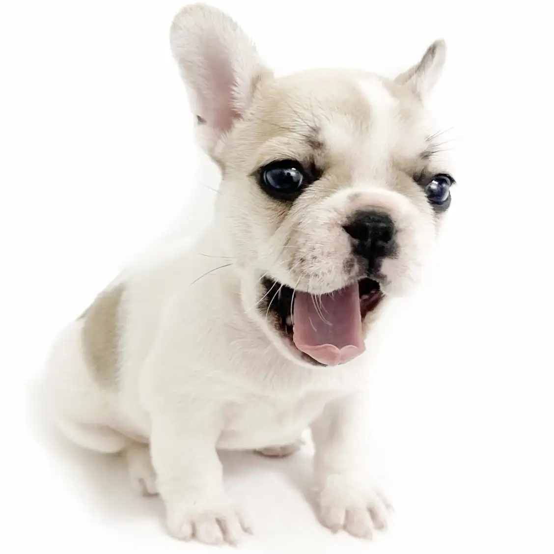 フレンチブルドッグ